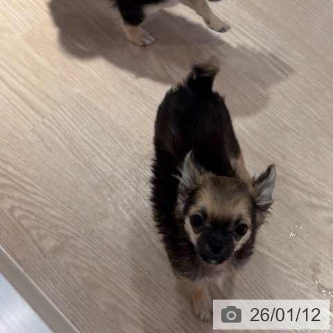 和歌山県のチワワ(ロング) (ペットプラス 和歌山店/2025年10月12日生まれ/男の子/セーブル)の子犬の3枚目の画像