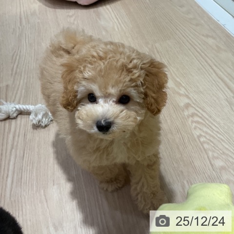 大阪府のトイプードル(トイ) (ペットプラス 堺鉄砲町店/2025年10月14日生まれ/女の子/アプリコット)の子犬の4枚目の画像