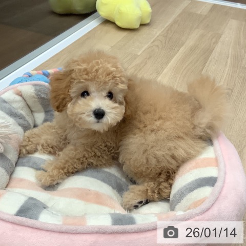 大阪府のトイプードル(トイ) (ペットプラス りんくう泉南店/2025年10月14日生まれ/女の子/アプリコット)の子犬の4枚目の画像