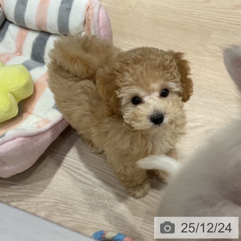 大阪府のトイプードル(トイ) (ペットプラス 堺鉄砲町店/2025年10月14日生まれ/女の子/アプリコット)の子犬の3枚目の画像