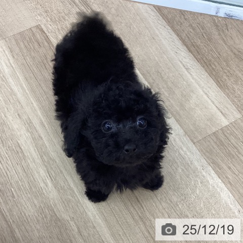 新潟県のトイプードル(トイ) (ペットプラス 新潟南店/2025年10月7日生まれ/女の子/ブラック)の子犬の3枚目の画像