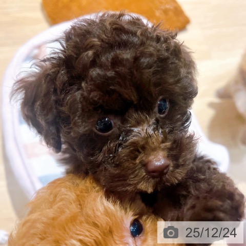 大阪府のトイプードル(トイ) (ペットプラス イオン大日店/2025年10月7日生まれ/女の子/ブラウン)の子犬の4枚目の画像