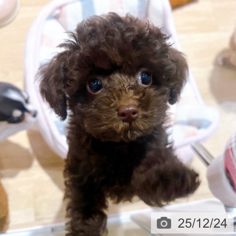 大阪府のトイプードル(トイ) (ペットプラス イオン大日店/2025年10月7日生まれ/女の子/ブラウン)の子犬の3枚目の画像