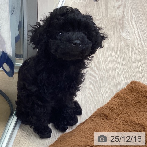 大阪府のトイプードル(トイ) (ペットプラス ららぽーと和泉店/2025年10月7日生まれ/女の子/ブラック)の子犬の4枚目の画像