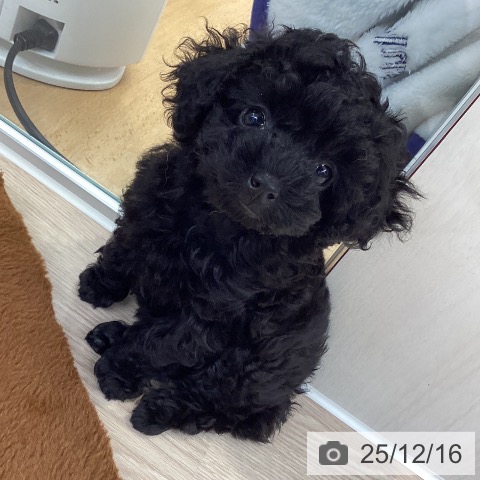 大阪府のトイプードル(トイ) (ペットプラス ららぽーと和泉店/2025年10月7日生まれ/女の子/ブラック)の子犬の3枚目の画像
