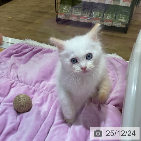 大阪府のラグドール (ペットプラス 堺鉄砲町店/2025年10月12日生まれ/男の子/クリームポイントバイカラー)の子猫の4枚目の画像