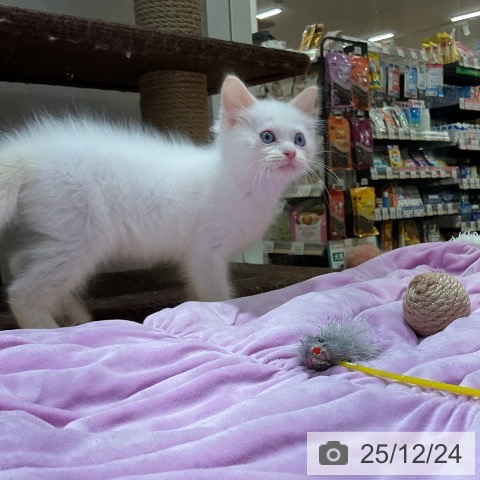 大阪府のラグドール (ペットプラス 堺鉄砲町店/2025年10月12日生まれ/男の子/クリームポイントバイカラー)の子猫の3枚目の画像