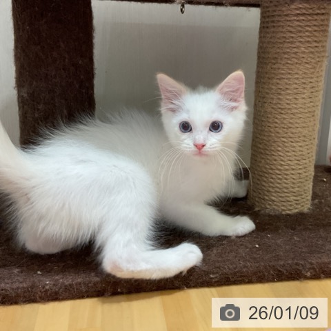 大阪府のラグドール (ペットプラス 堺鉄砲町店/2025年10月12日生まれ/男の子/クリームポイントバイカラー)の子猫の3枚目の画像