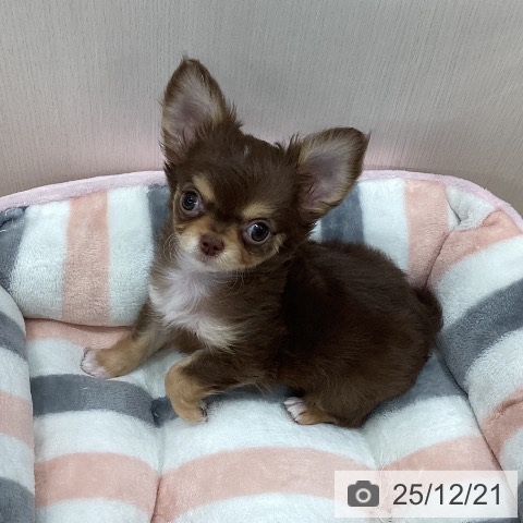 新潟県のチワワ(ロング) (ペットプラス 新潟南店/2025年10月9日生まれ/男の子/チョコレートタンホワイト)の子犬の3枚目の画像