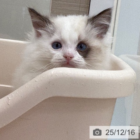 ラグドールの写真