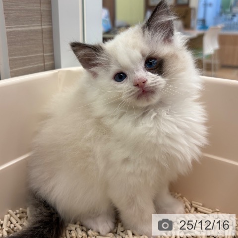 ラグドールの写真