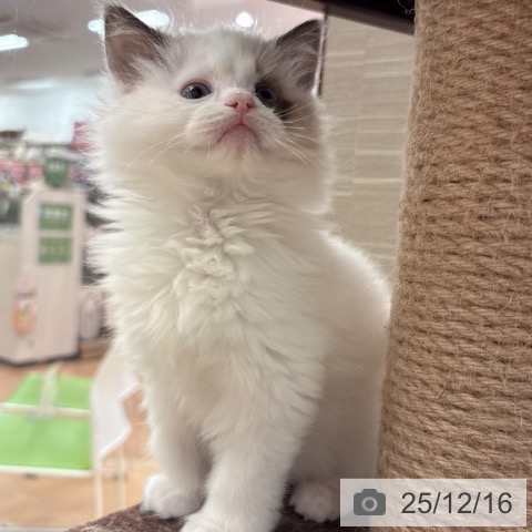 ラグドールの写真