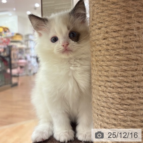 ラグドールの写真