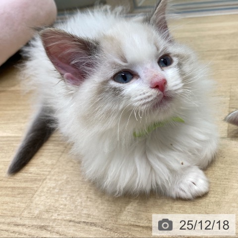 ラグドールの写真