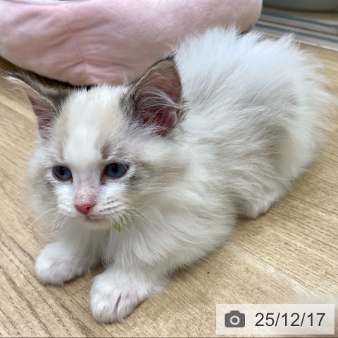 ラグドールの写真