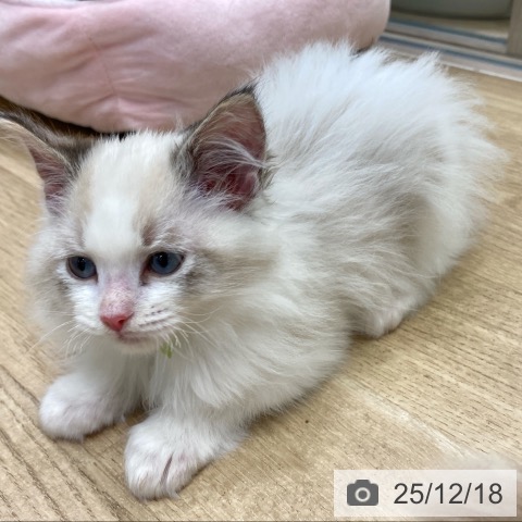 ラグドールの写真