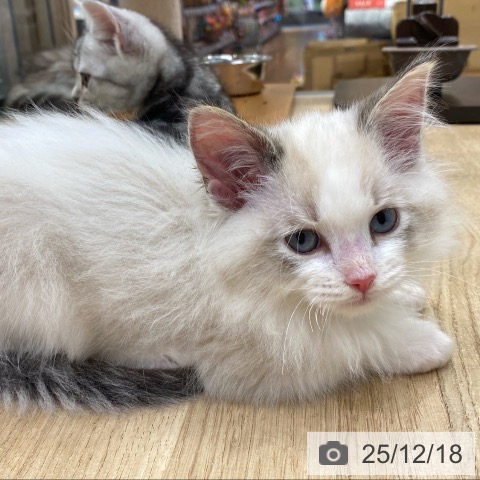 ラグドールの写真