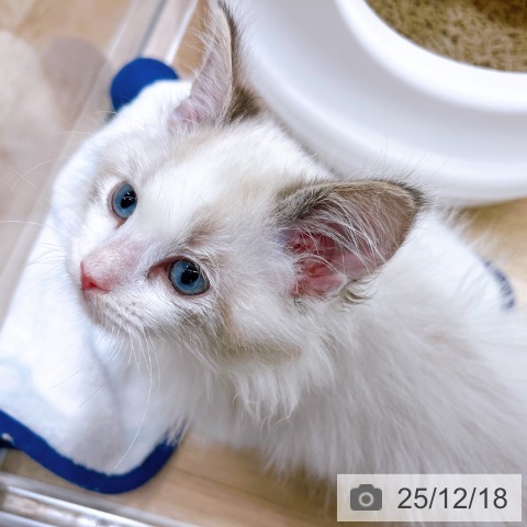 ラグドールの写真