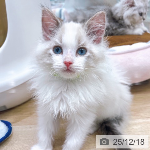 ラグドールの写真