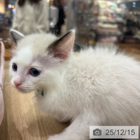 ラグドールの写真