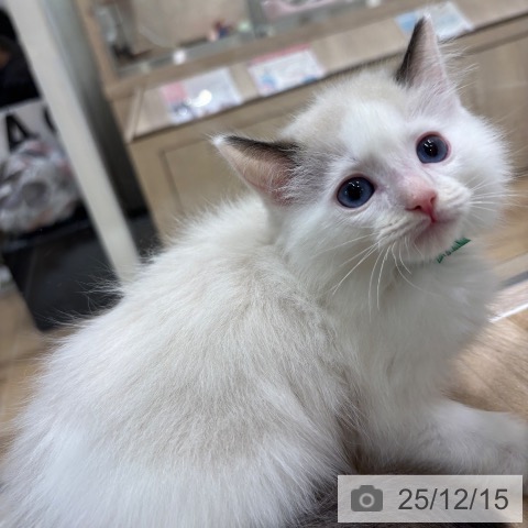 ラグドールの写真