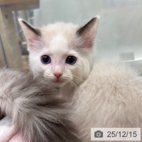 大阪府のラグドール (ペットプラス イオン大日店/2025年10月13日生まれ/男の子/シールポイントバイカラー)の子猫の4枚目の画像