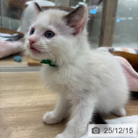 大阪府のラグドール (ペットプラス イオン大日店/2025年10月13日生まれ/男の子/シールポイントバイカラー)の子猫の3枚目の画像