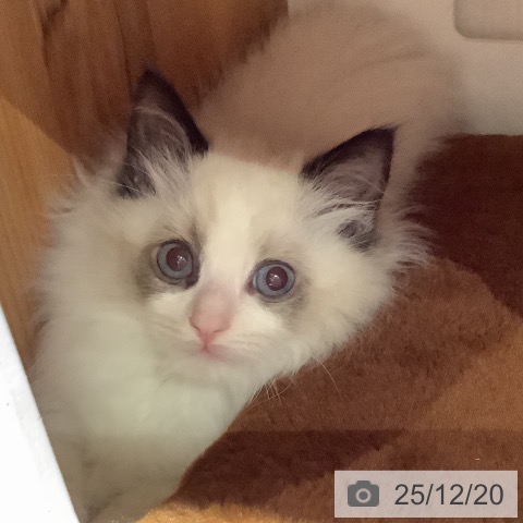 大阪府のラグドール (ペットプラス 鶴見店/2025年10月13日生まれ/男の子/シールポイントバイカラー)の子猫の3枚目の画像