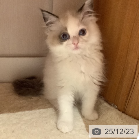 大阪府のラグドール (ペットプラス 鶴見店/2025年10月13日生まれ/男の子/シールポイントバイカラー)の子猫の3枚目の画像