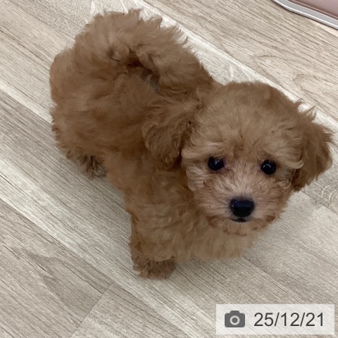 新潟県のトイプードル(トイ) (ペットプラス 新潟南店/2025年10月12日生まれ/男の子/オレンジフォーン)の子犬の4枚目の画像