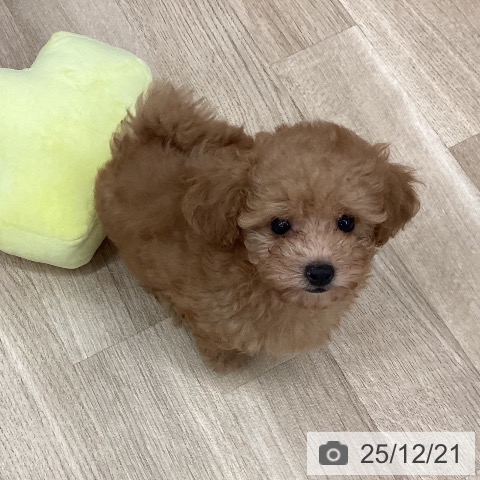 新潟県のトイプードル(トイ) (ペットプラス 新潟南店/2025年10月12日生まれ/男の子/オレンジフォーン)の子犬の3枚目の画像