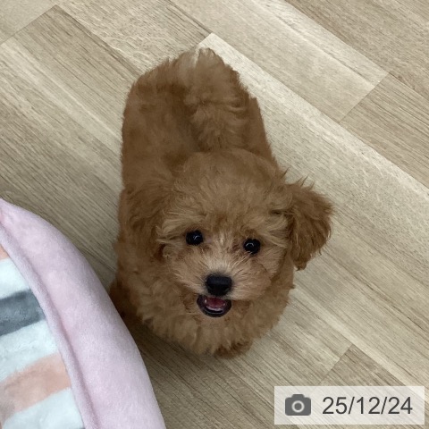 新潟県のトイプードル(トイ) (ペットプラス 新潟南店/2025年10月12日生まれ/男の子/オレンジフォーン)の子犬の4枚目の画像