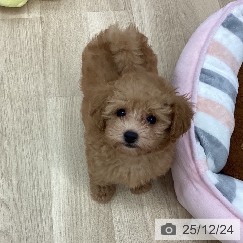 新潟県のトイプードル(トイ) (ペットプラス 新潟南店/2025年10月12日生まれ/男の子/オレンジフォーン)の子犬の3枚目の画像