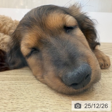 ミニチュア・ダックスフンドの写真