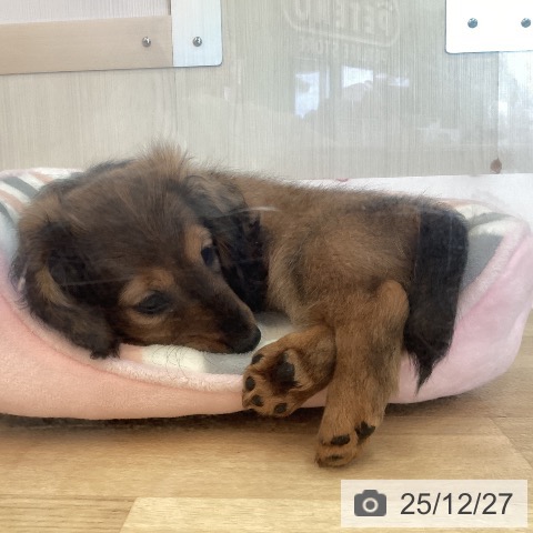 兵庫県のミニチュアダックスフンド(ロング) (ペットプラス 姫路大津店/2025年10月14日生まれ/女の子/レッド)の子犬の4枚目の画像