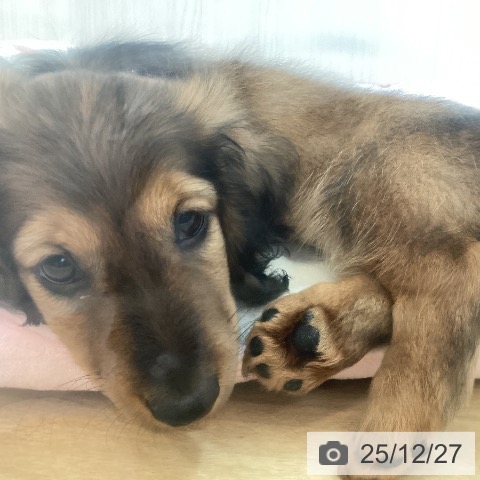 兵庫県のミニチュアダックスフンド(ロング) (ペットプラス 姫路大津店/2025年10月14日生まれ/女の子/レッド)の子犬の3枚目の画像