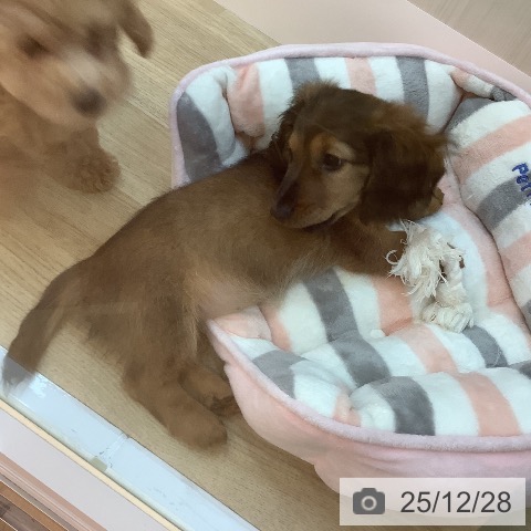 ミニチュア・ダックスフンドの写真