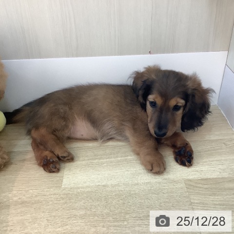 ミニチュア・ダックスフンドの写真