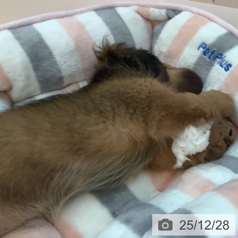 ミニチュア・ダックスフンドの写真