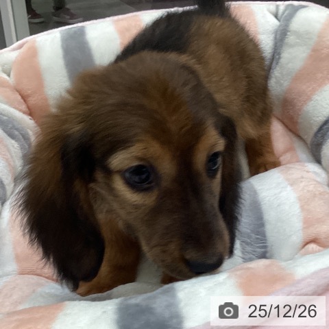 大阪府のミニチュアダックスフンド(ロング) (ペットプラス 堺北花田店/2025年10月14日生まれ/女の子/レッド)の子犬の4枚目の画像