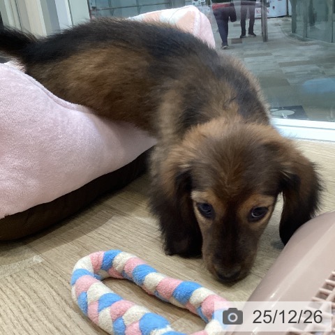 大阪府のミニチュアダックスフンド(ロング) (ペットプラス 堺北花田店/2025年10月14日生まれ/女の子/レッド)の子犬の3枚目の画像