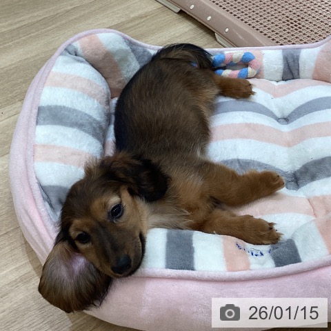 大阪府のミニチュアダックスフンド(ロング) (ペットプラス 堺北花田店/2025年10月14日生まれ/女の子/レッド)の子犬の3枚目の画像