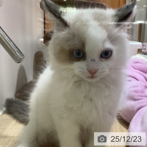 大阪府のラグドール (ペットプラス 鶴見店/2025年10月10日生まれ/女の子/シールポイントバイカラー)の子猫の4枚目の画像