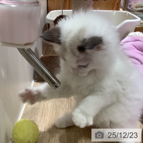 大阪府のラグドール (ペットプラス 鶴見店/2025年10月10日生まれ/女の子/シールポイントバイカラー)の子猫の3枚目の画像