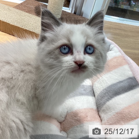 大阪府のラグドール (ペットプラス りんくう泉南店/2025年10月10日生まれ/男の子/ブルーポイントバイカラー)の子猫の4枚目の画像