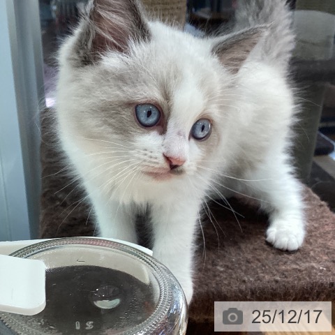 大阪府のラグドール (ペットプラス りんくう泉南店/2025年10月10日生まれ/男の子/ブルーポイントバイカラー)の子猫の3枚目の画像