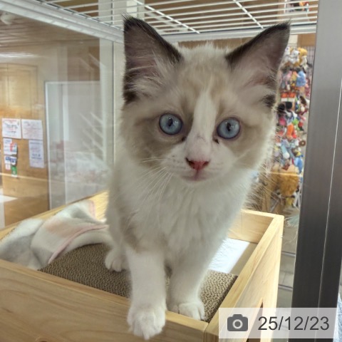 兵庫県のラグドール (ペットプラス 神戸三宮店/2025年10月10日生まれ/女の子/シールポイントバイカラー)の子猫の4枚目の画像