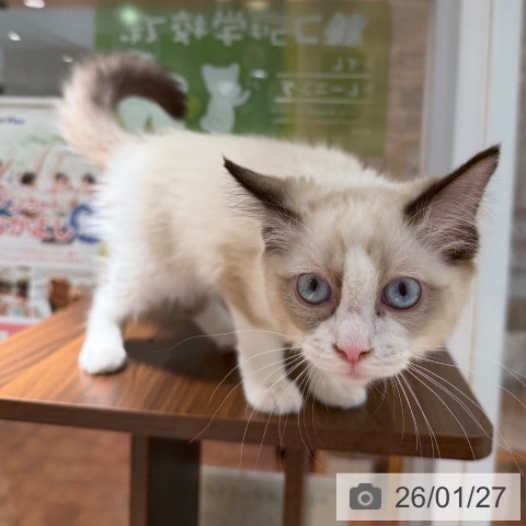 ラグドールの写真