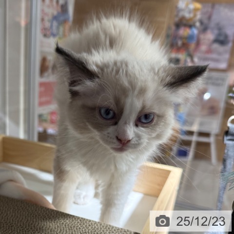 兵庫県のラグドール (ペットプラス 神戸三宮店/2025年10月10日生まれ/女の子/シールポイントバイカラー)の子猫の3枚目の画像