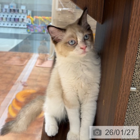 ラグドールの写真